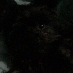 Meet your Posher, Bella